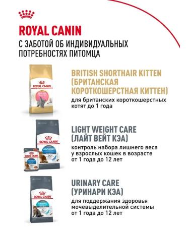 Royal Canin Dry food for adult cats of a British short -haired - Buy Online on GoSupps.com