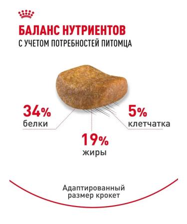 Royal Canin Dry food for adult cats of a British short -haired - Buy Online on GoSupps.com