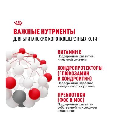 Royal Canin Dry food for kittens of a British short -haired breed - Buy Online on GoSupps.com