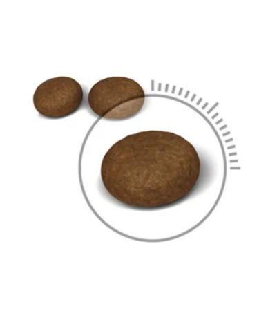ROYAL CANIN Dry food for the prevention of hairballs 2 kg - Buy Online on GoSupps.com