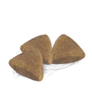 ROYAL CANIN Dry food for kittens for digestive disorders 350 g - Buy Online on GoSupps.com