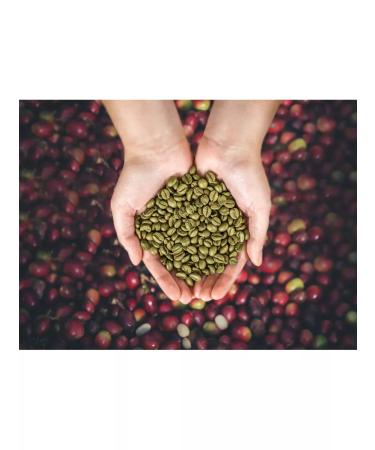 Nikom Green coffee in grains without a hollow Vietnam Robust 0.5 kg - Buy Online on GoSupps.com