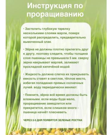 Wheat for germination 5 kg - Buy Online on GoSupps.com