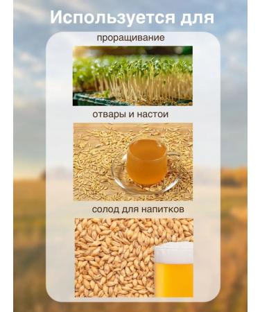 Wheat for germination 5 kg - Buy Online on GoSupps.com