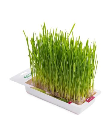 TiTBiT Grass for cats for germination 40 g - Buy Online on GoSupps.com