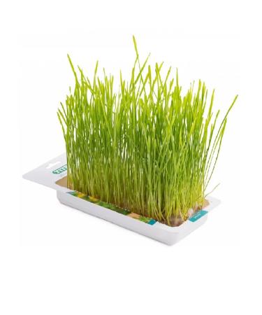 TiTBiT Herb for cats wheat for germination 50 g - Buy Online on GoSupps.com