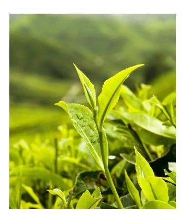 Tea with an elephant Tea is the same Indian - Buy Online on GoSupps.com