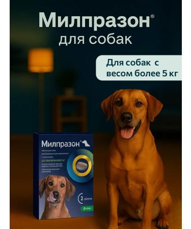 KRKA Milprazone 12.5 mg 125 mg - for medium dogs (5 25 kg)