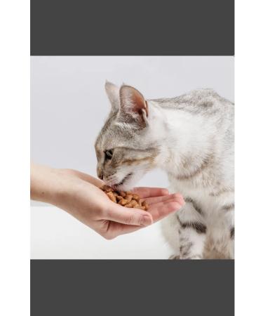 Chewell Tidbious pillows for cats assorted 3pcs - Buy Online on GoSupps.com