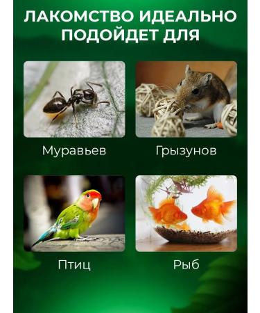 Big Tiny Grain food for ants of hamsters and birds - Buy Online on GoSupps.com