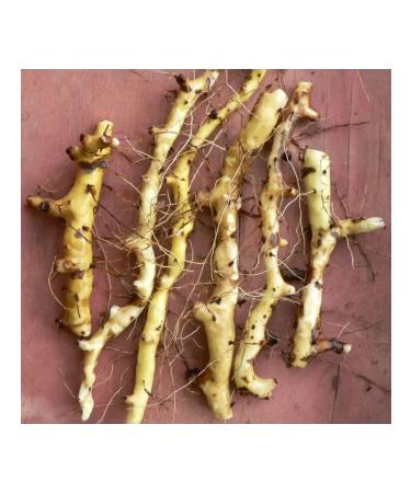 Dioscorea Caucasian herbal tea - Buy Online on GoSupps.com