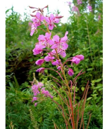 forest GREDI Ivan Tea Enzymed Natural - Buy Online on GoSupps.com