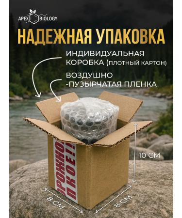 APEX BIOLOGY Honey natural taiga Altai useful product 250g - Buy Online on GoSupps.com