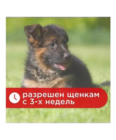 Apicenna Puzzide from worms for dogs suspension plus 10ml - Buy Online on GoSupps.com
