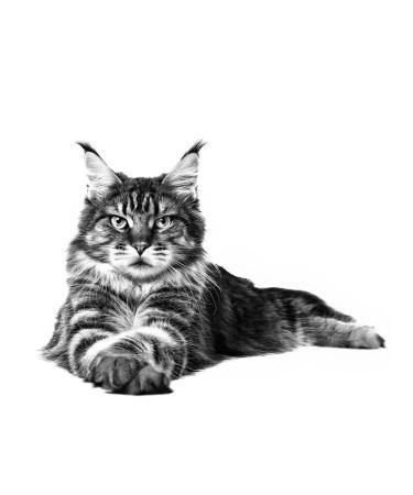 ROYAL CANIN Main Coon Adult for adult cats Maine Kun 400 g - Buy Online on GoSupps.com