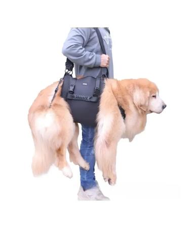 Walking straps for dogs m - Buy Online on GoSupps.com