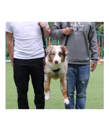 Walking straps for dogs m - Buy Online on GoSupps.com