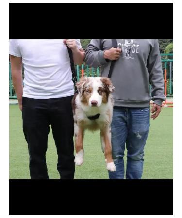 Walkers for dogs. XL - Buy Online on GoSupps.com