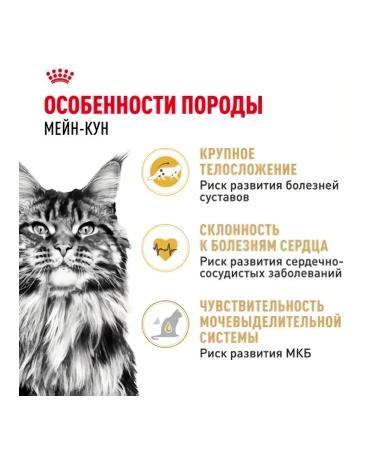 ROYAL CANIN Dry food for adult cats of the breed Main Kun 2 kg - Buy Online on GoSupps.com