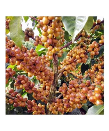 TAB Coffee in the Drip packages of Colombia Libardo Martinez 5 pcs. X 12 g - Buy Online on GoSupps.com