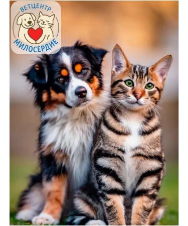 Zoetis Apokel 3.6 mg for dogs 10 tablets - Buy Online on GoSupps.com