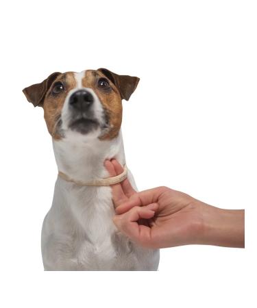 Elanco Collar from fleas and ticks Kilts for small dogs 35 cm - Buy Online on GoSupps.com