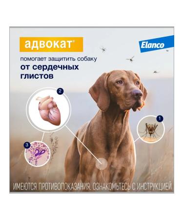 Elanco Lawyer 250 drops from fleas for dogs for dogs 10-25kg 3 PIP - Buy Online on GoSupps.com