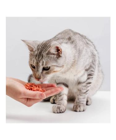 Chewell A treat with salmon for cats 20 g 6 pcs - Buy Online on GoSupps.com