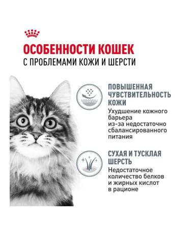 Royal Canin Hair & skin food for cats for the health of the skin sample 2kg - Buy Online on GoSupps.com