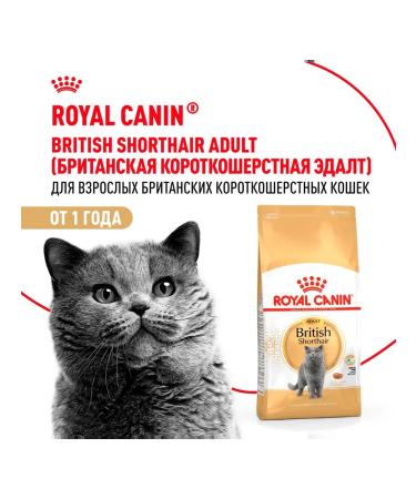 Royal Canin Cat for cats dry British shorthair for British 2 kg - Buy Online on GoSupps.com