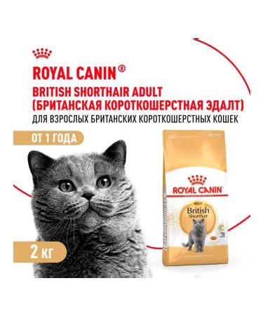 Royal Canin Cat for cats dry British shorthair for British 2 kg - Buy Online on GoSupps.com