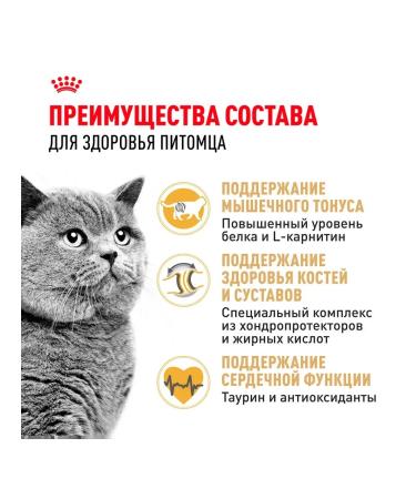 Royal Canin Cat for cats dry British shorthair for British 2 kg - Buy Online on GoSupps.com