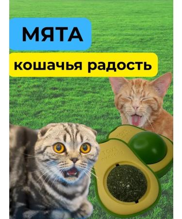 Musya 1 Catnip