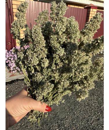 Melissa in a bunch - Buy Online on GoSupps.com