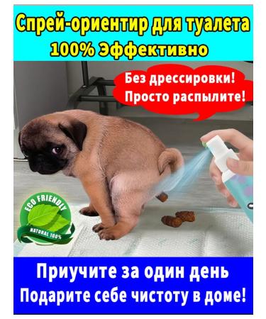 How to accustom a puppy to the toilet