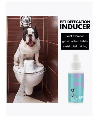How to accustom a puppy to the toilet - Buy Online on GoSupps.com
