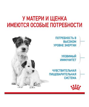 ROYAL CANIN Dry food mini Starter for small breed puppies 1 kg - Buy Online on GoSupps.com