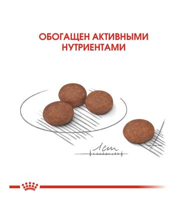 ROYAL CANIN Dry food mini sensible digestive Care small dogs 3kg - Buy Online on GoSupps.com