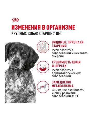 ROYAL CANIN Dry food Medium Adult for dogs of medium rocks 7+ 4 kg - Buy Online on GoSupps.com