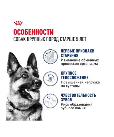 ROYAL CANIN Dry food Maxi Adult for dogs of large rocks 5+ 4 kg - Buy Online on GoSupps.com