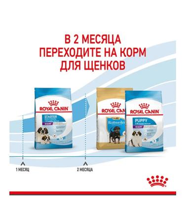 ROYAL CANIN Giant Starter dry food for giant breeds 4 kg - Buy Online on GoSupps.com
