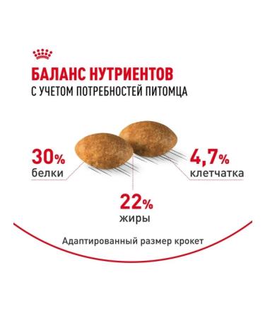 ROYAL CANIN Dry food for Persian cats older than 1 year 2kg - Buy Online on GoSupps.com