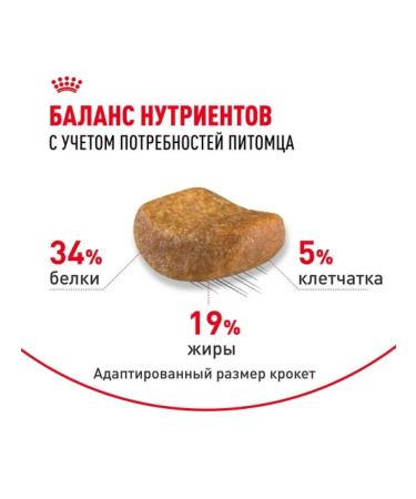 ROYAL CANIN Dry food for cats of the British short -haired breed 4 kg - Buy Online on GoSupps.com