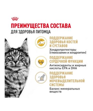 ROYAL CANIN Dry food for cat cats Main-kun 2kg - Buy Online on GoSupps.com