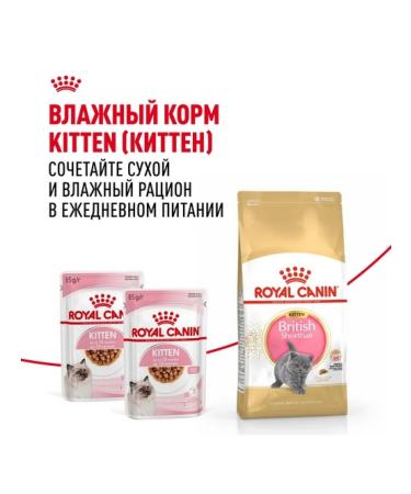 ROYAL CANIN Dry food for kittens of breeds British short -haired 2kg - Buy Online on GoSupps.com