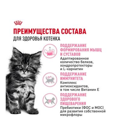 ROYAL CANIN Dry food for kittens of the Main Kun breed up to 15 months 2kg - Buy Online on GoSupps.com