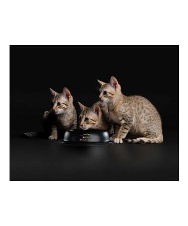 PRO PLAN Kittens with sensitive digestion of a turkey 3kg - Buy Online on GoSupps.com