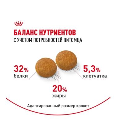 ROYAL CANIN Dry food for adult cats of Siberian breed 2kg - Buy Online on GoSupps.com