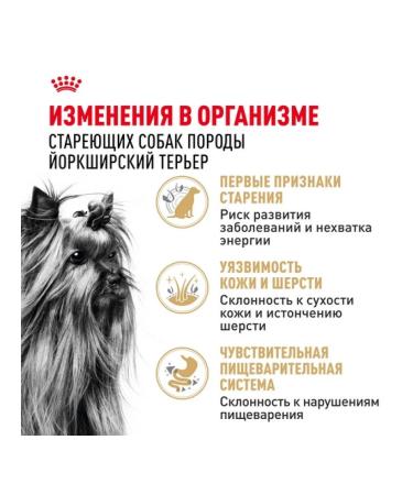 ROYAL CANIN Dry food for elderly dogs of the breed Yorkshire Terrier 1.5 kg - Buy Online on GoSupps.com