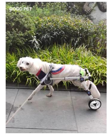 PawHaven Folding wheelchair for dogs and cats XXXS - Buy Online on GoSupps.com